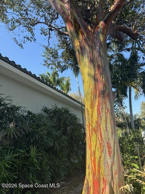 200 Riverside Drive Melbourne Beach, FL 32951 - Photo 85 of 103 Rainbox Eucalyptus