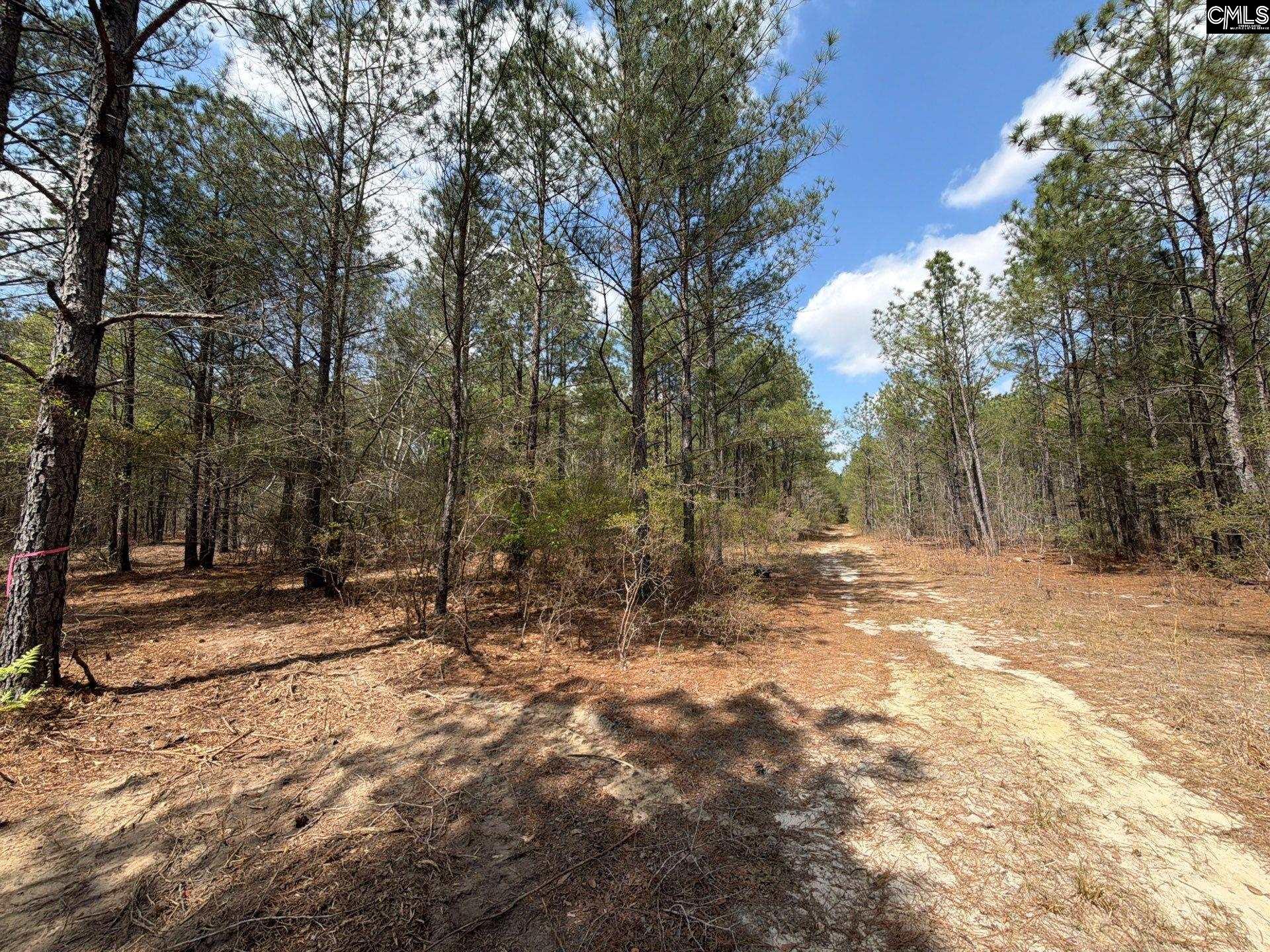 4 Mt Calvary Rd Ridge Spring Ridge Spring, SC 29129 - Photo 2 of 40