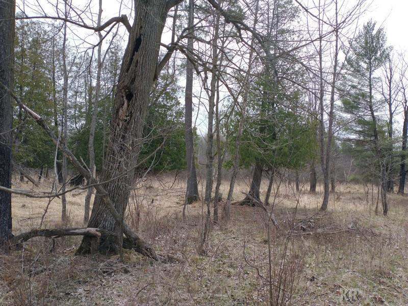 50-acres Sugar River Road Gladwin, MI 48624 - Photo 11 of 29
