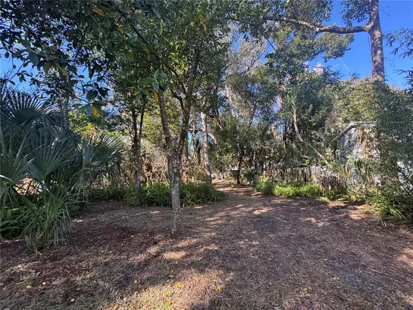 a view of a forest with trees