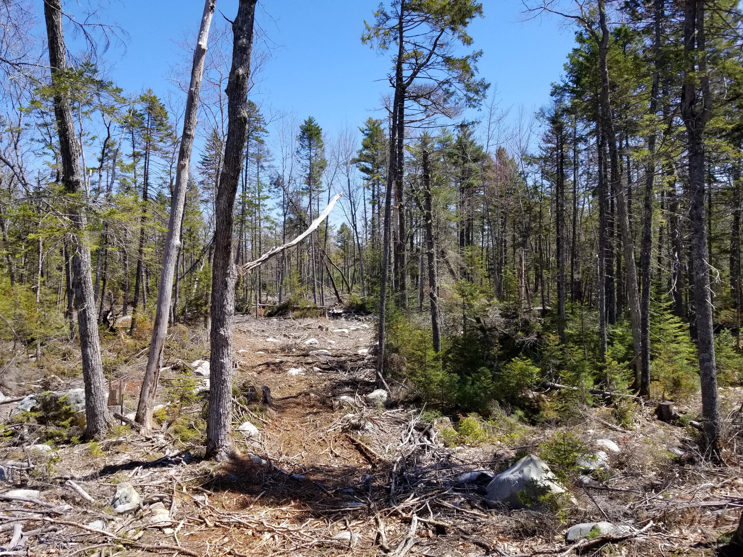 160 Southern Bay Road Penobscot, ME 04476 - Photo 36 of 62 36 harvest