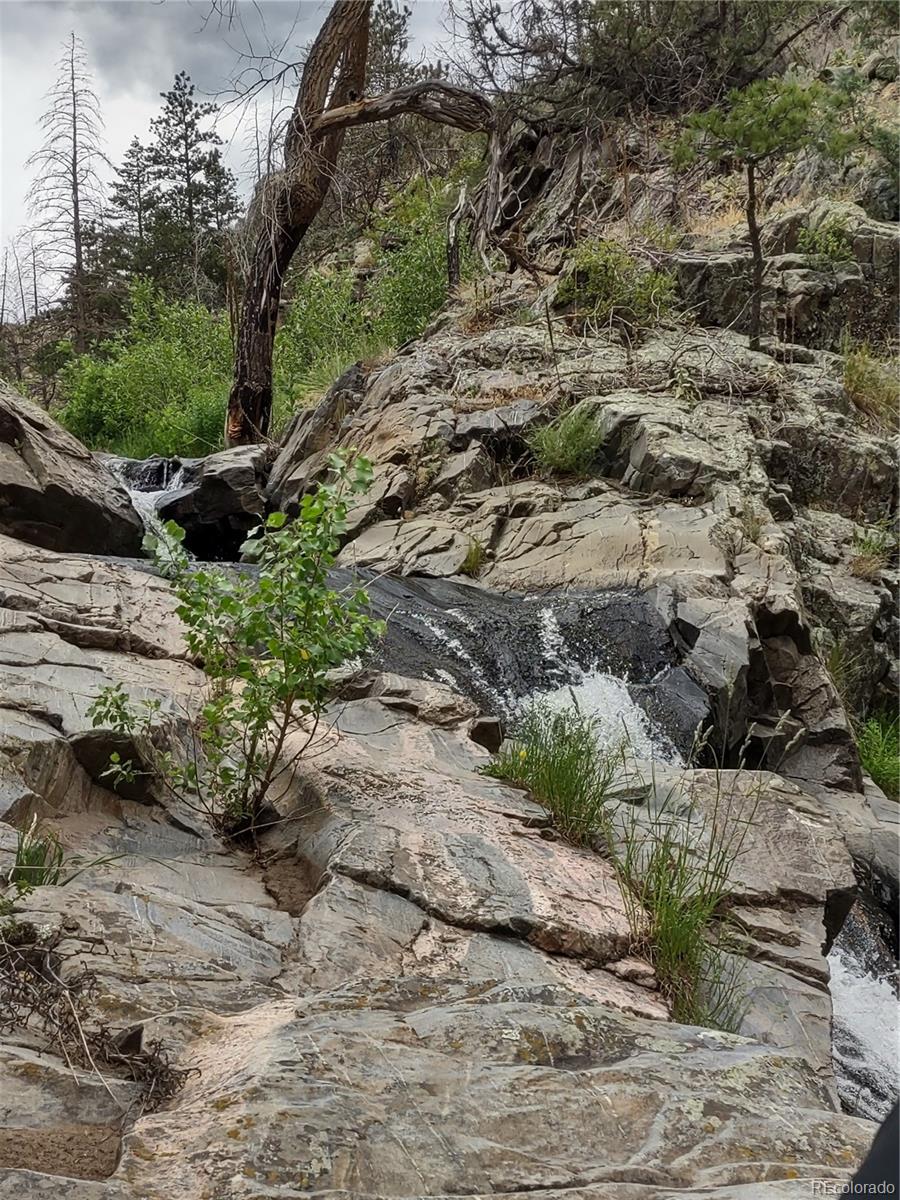 439 Redtail Ridge Way Bellvue, CO 80512 - Photo 12 of 20 a view of a yard with plants and trees