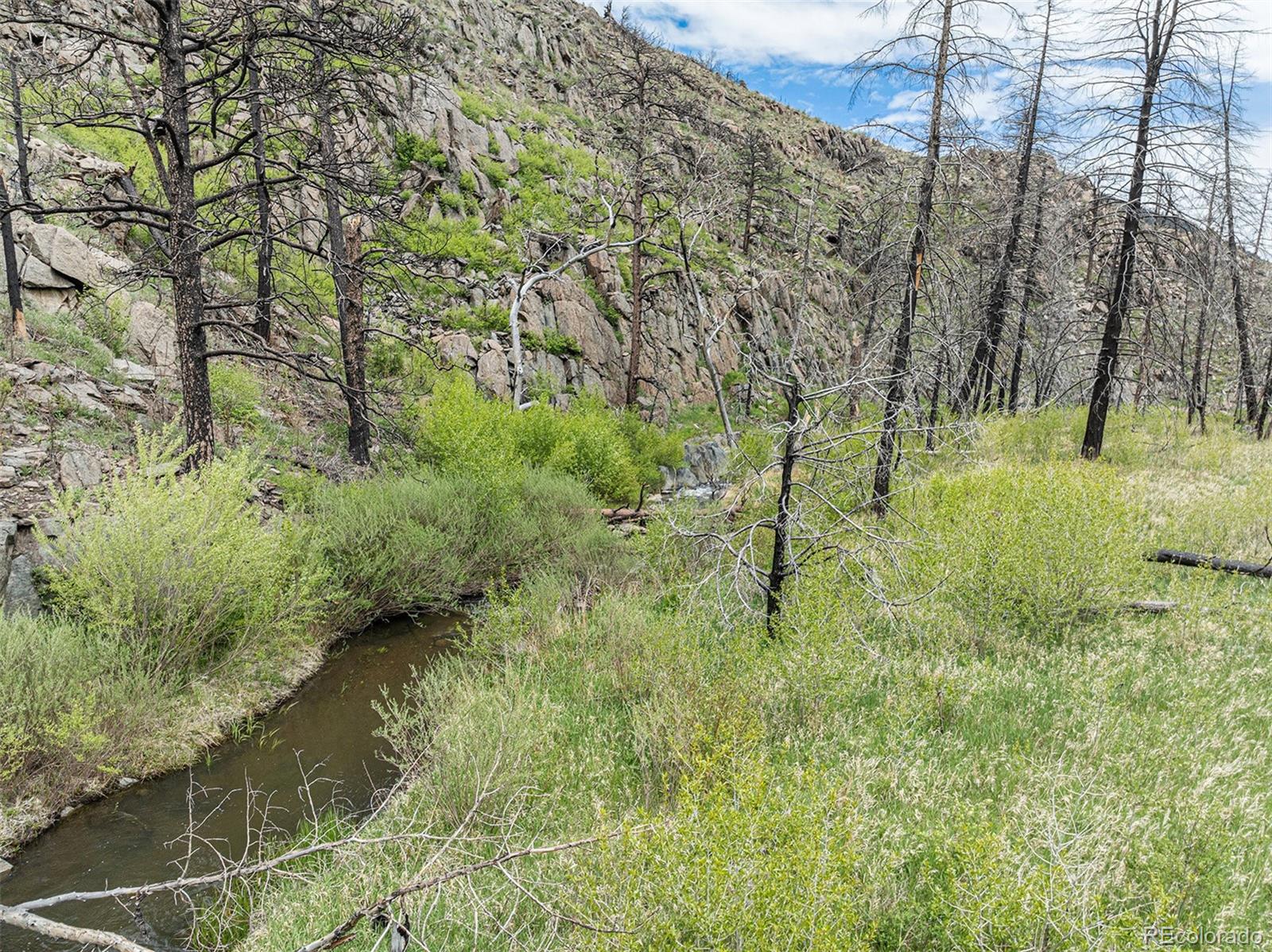 439 Redtail Ridge Way Bellvue, CO 80512 - Photo 4 of 20 a view of yard with green space