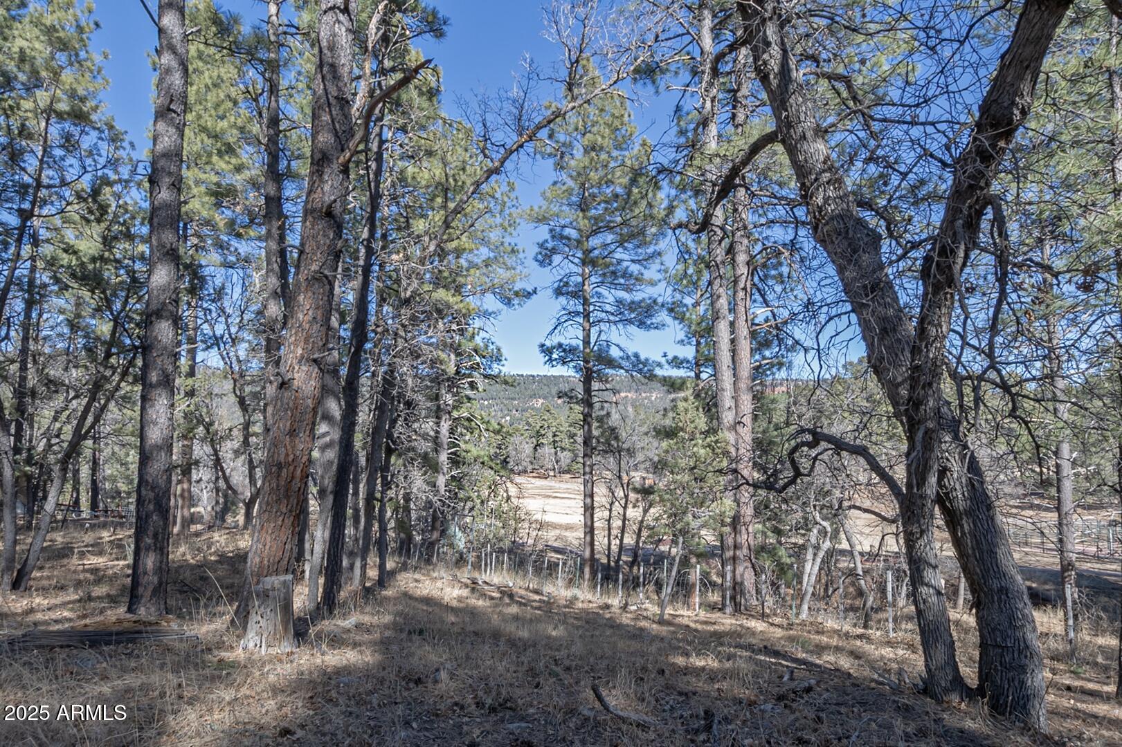 1103 East Ranch Road Payson, AZ 85541 - Photo 60 of 74 a view of a forest filled with trees