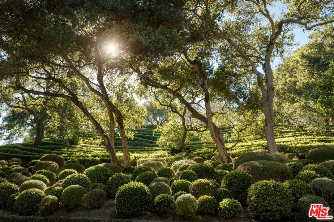 a view of a yard with plants