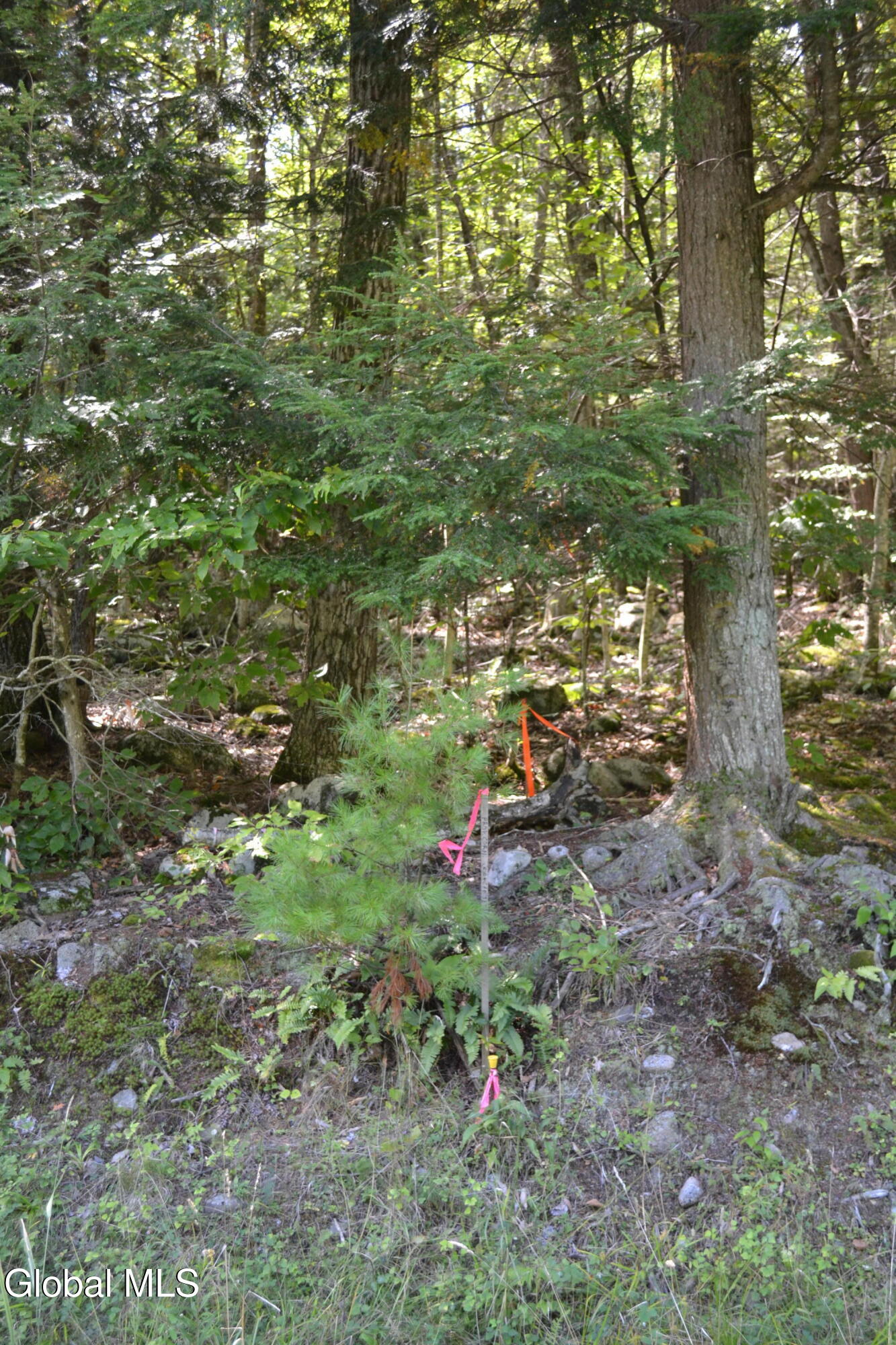 9 Diamond Ridge Road Diamond Point, NY 12824 - Photo 6 of 13 DSC_0086