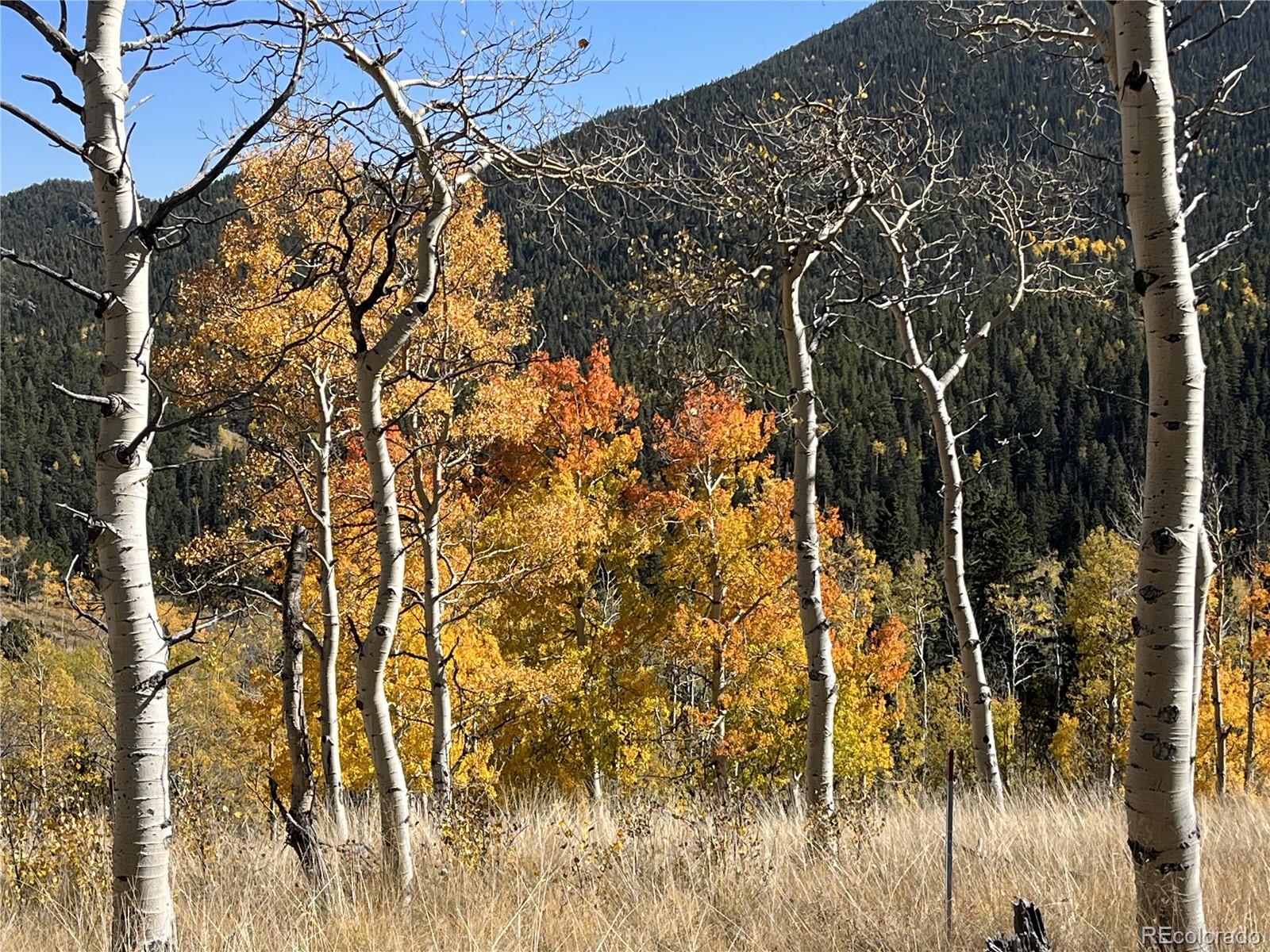 3425 Co Road Westcliffe, CO 81252 - Photo 11 of 15 a picture of a tree