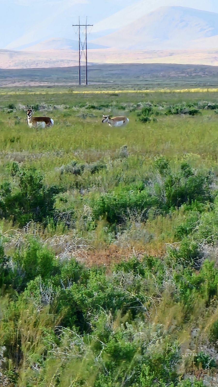 400 Cold Spring Point Rd Crescent Valley Crescent Valley, NV 89821 - Photo 2 of 26