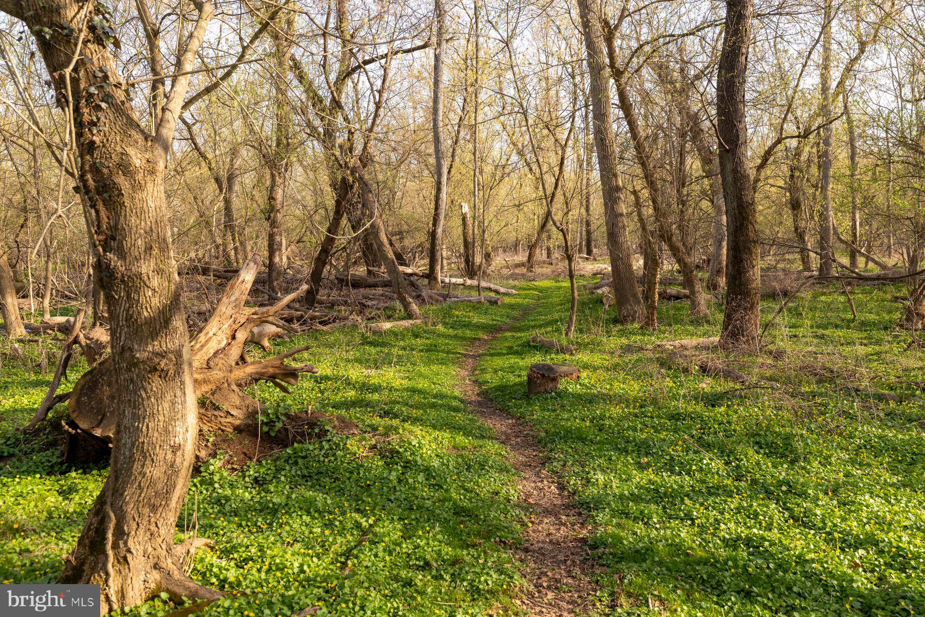 6254 West Valley Green Road Flourtown, PA 19031 - Photo 20 of 20 Serene woodland path beckons wanderers.