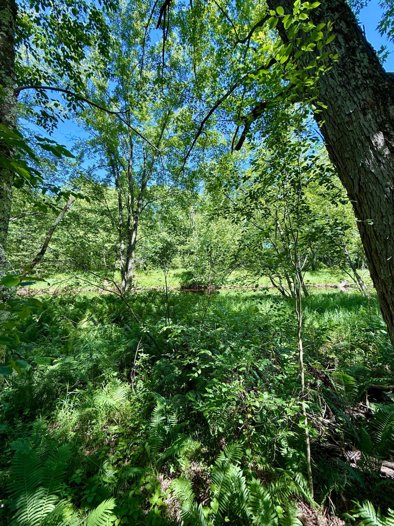 Lot 7 Pine River Road Tomahawk, WI 54487 - Photo 15 of 22