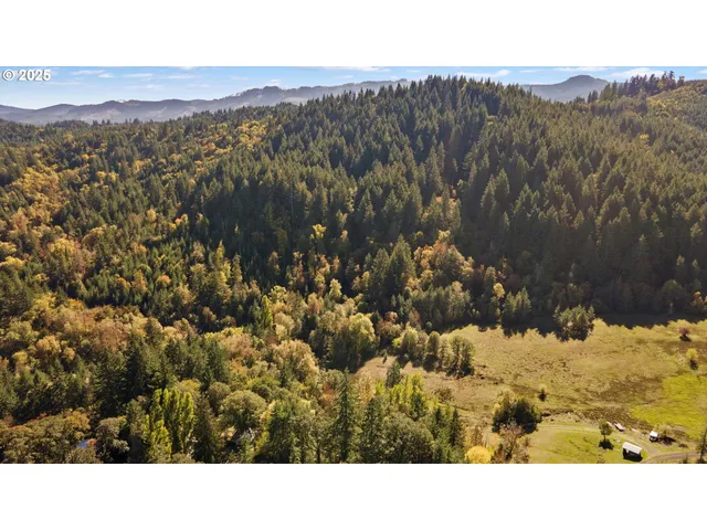 a black and white photo of a forest