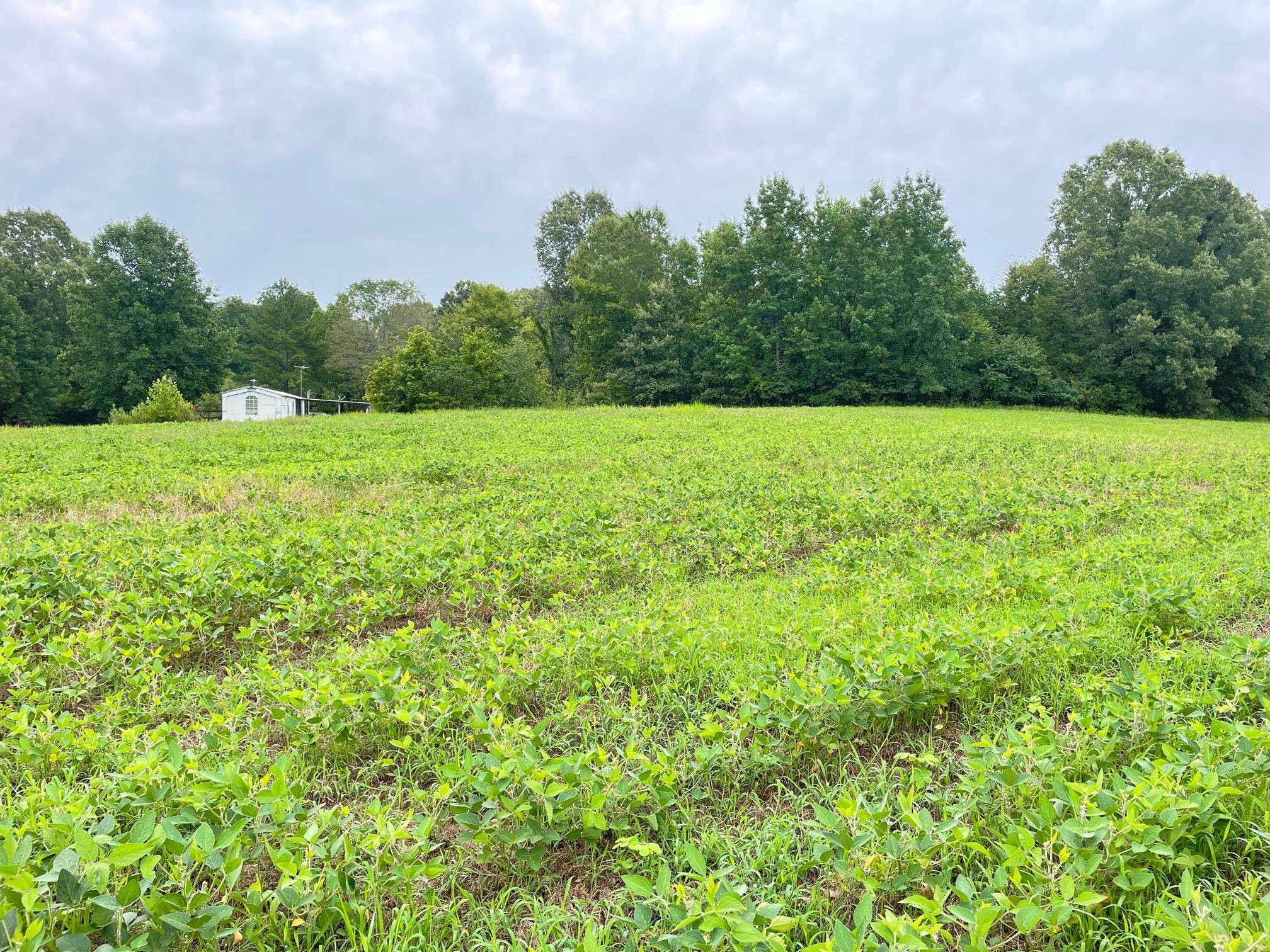 151 Concord Cades Road Milan, TN 38358 - Photo 13 of 17 Photo 13