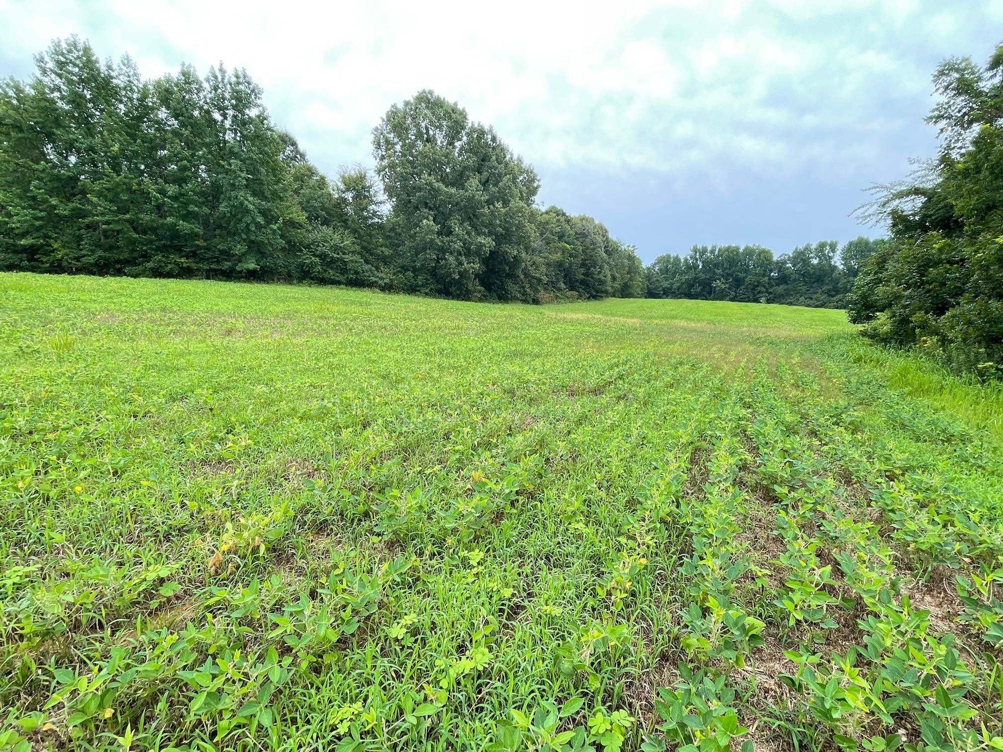 151 Concord Cades Road Milan, TN 38358 - Photo 3 of 17 Photo 3