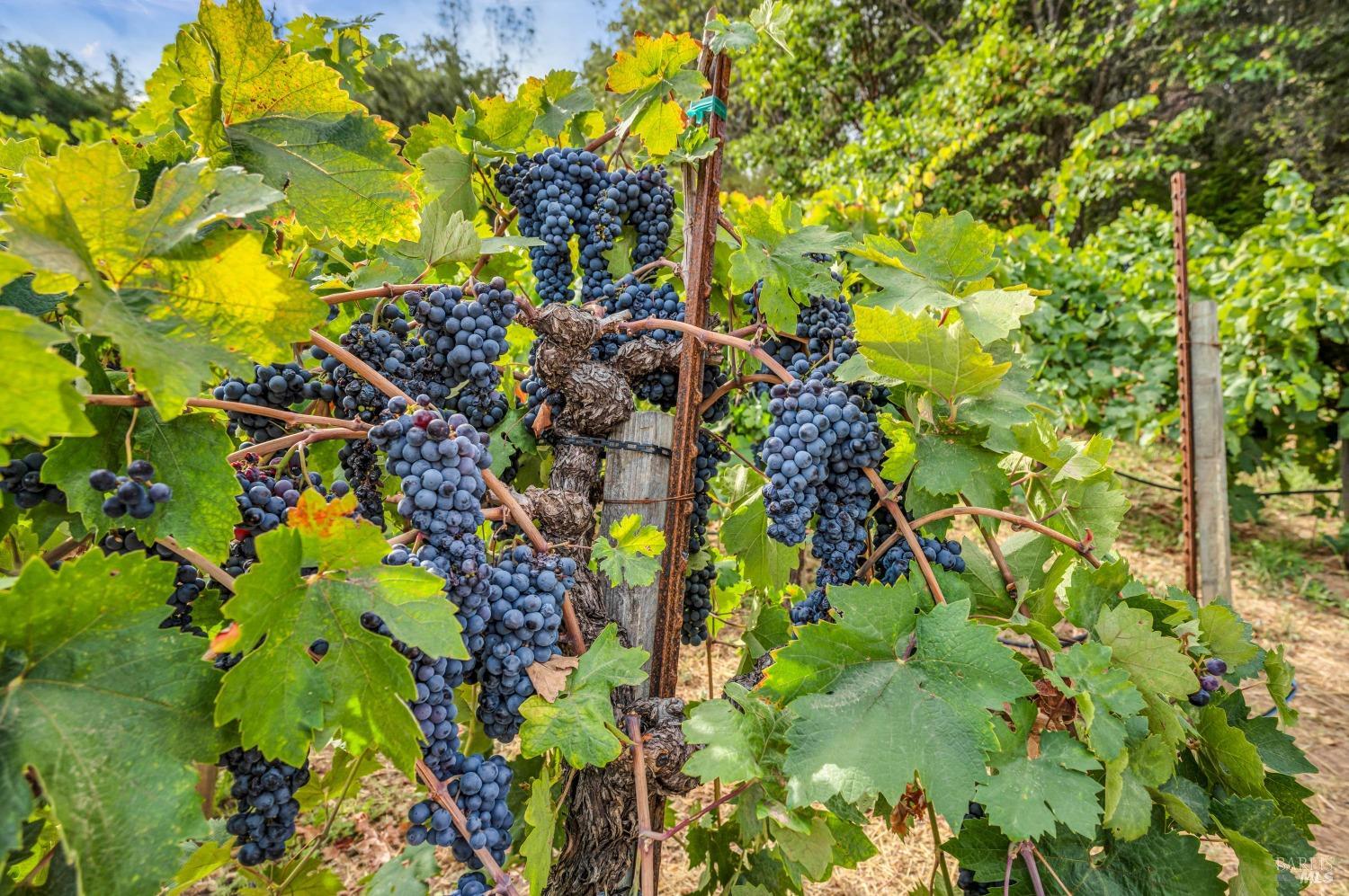 1389 Canyon Road Geyserville, CA 95441 - Photo 41 of 48