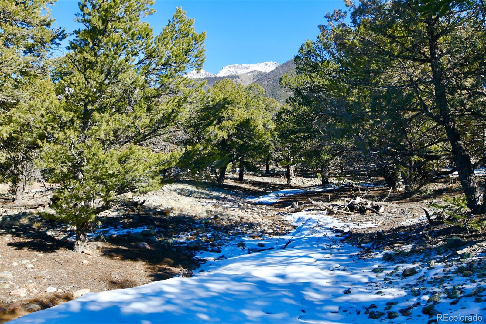 2058 Condor Overlook, Unit OVERLOOK Crestone, CO 81131 - Photo 18 of 24 a view of a yard with plants and trees