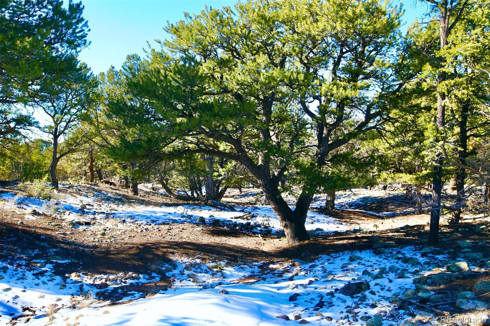2058 Condor Overlook, Unit OVERLOOK Crestone, CO 81131 - Photo 22 of 24 a view of a tree with a yard