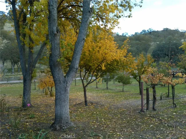 a view of a yard with plants and trees