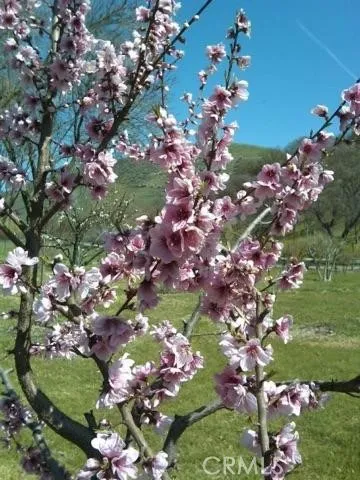 a view of outdoor space in back of of back yard