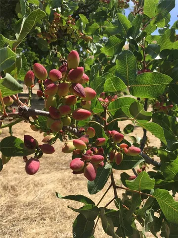 a backyard of a house with lots of green space and plants