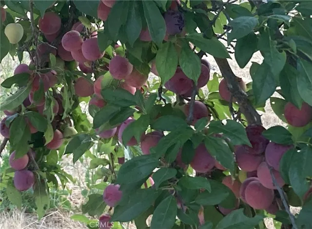a view of a gate with a park