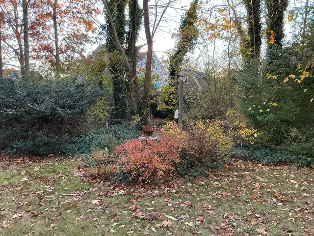 a view of a forest with trees in back