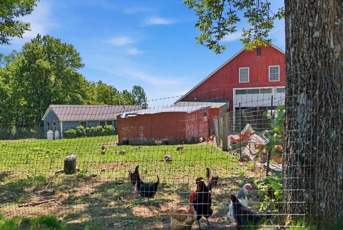 46 Abbott Hill Road West Paris, ME 04289 - Photo 47 of 51 Where the chickens graze