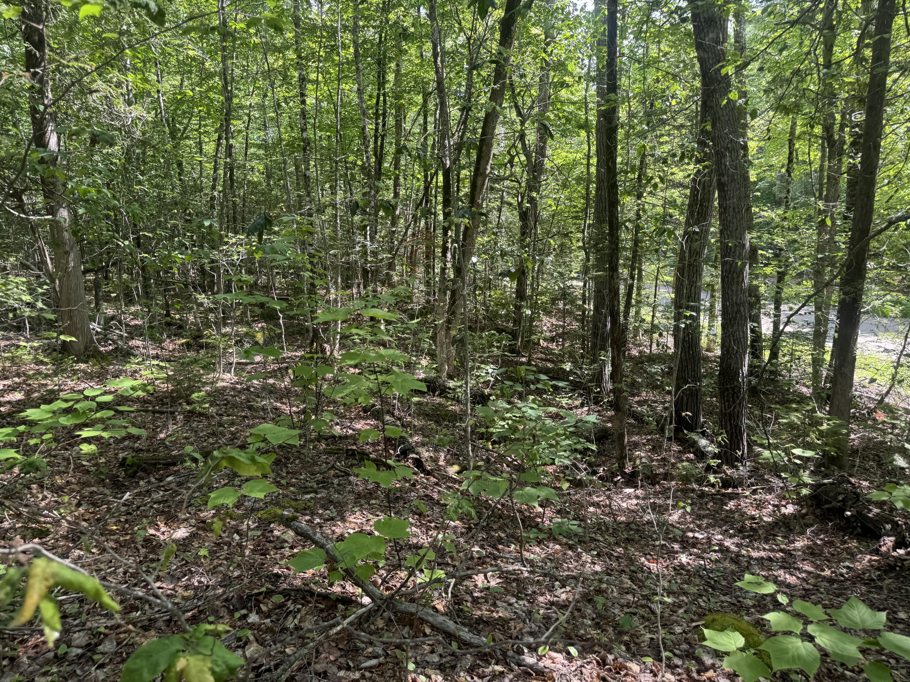 Lot 7 Curtis Farm Road Lincoln, ME 04457 - Photo 6 of 21