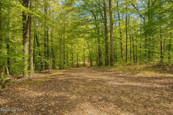 a view of a yard with large trees