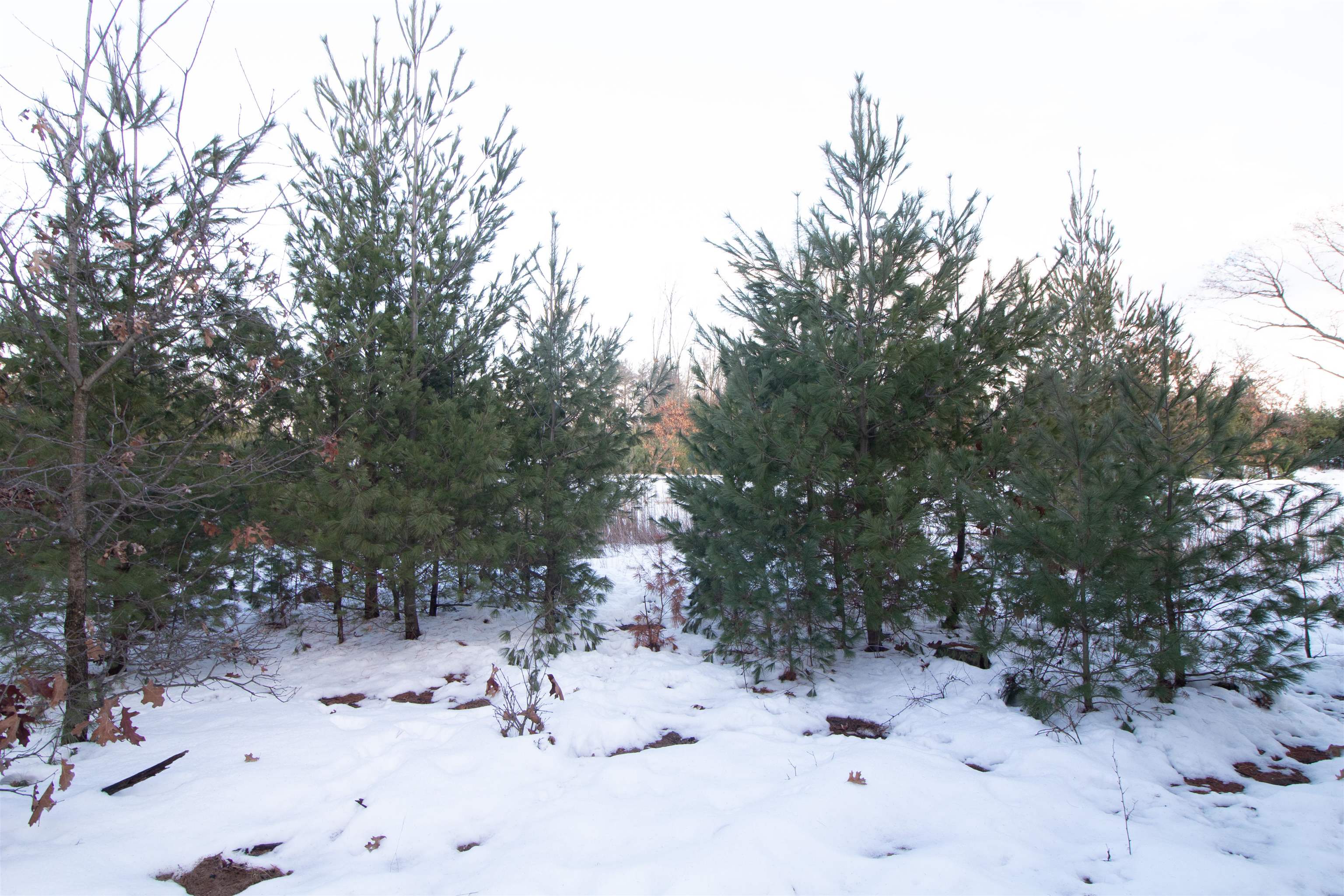 Lot20 Timber Spring Green, WI 53588 - Photo 7 of 28