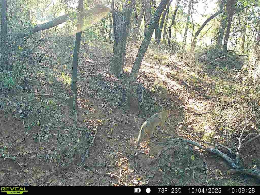 Tbd Hoben Road Nocona, TX 76255 - Photo 11 of 31