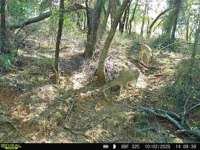 a view of a lake with mountains in the background