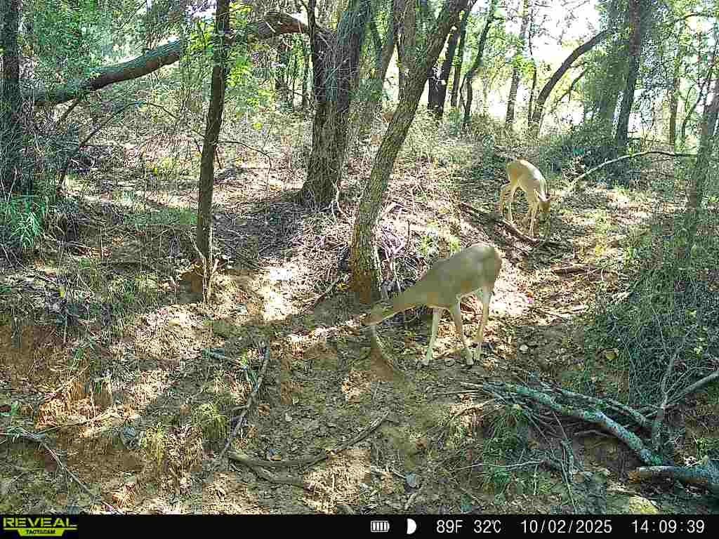 Tbd Hoben Road Nocona, TX 76255 - Photo 12 of 31