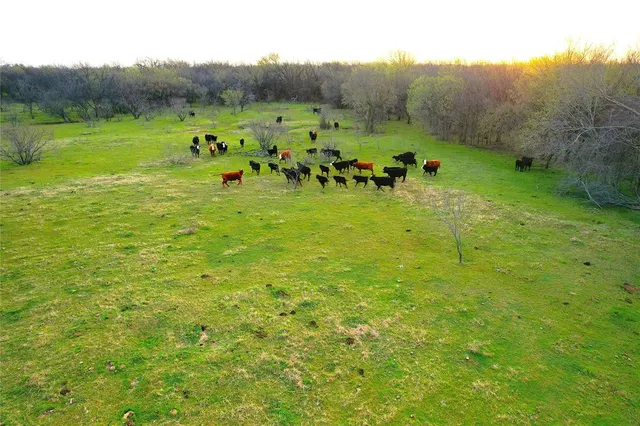 a view of a lush green forest