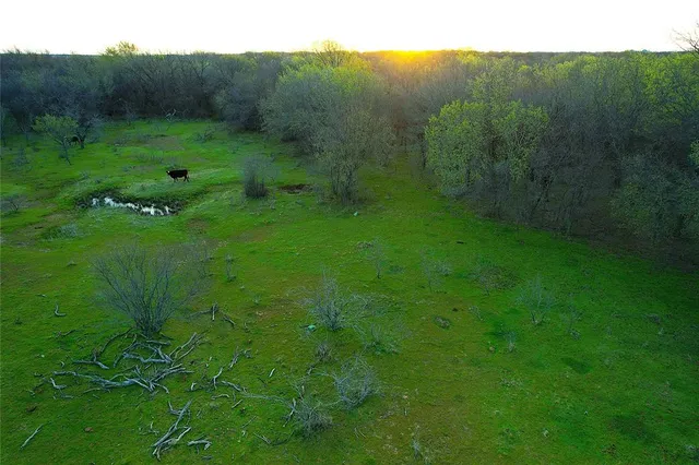 a view of a lush green forest with trees