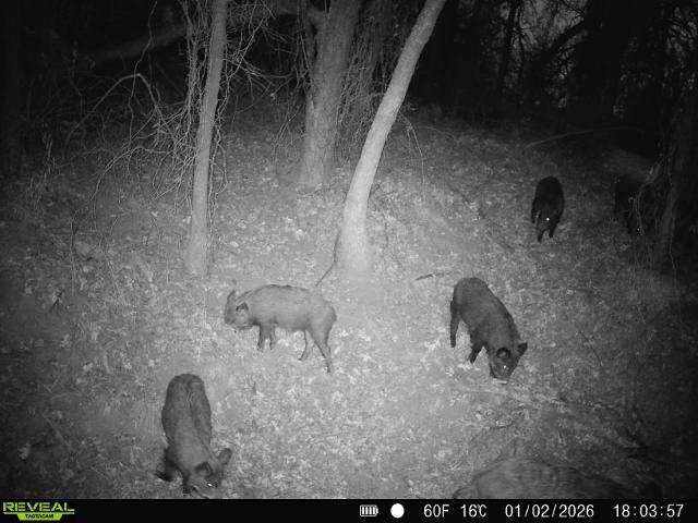 Tbd Hoben Road Nocona, TX 76255 - Photo 9 of 31