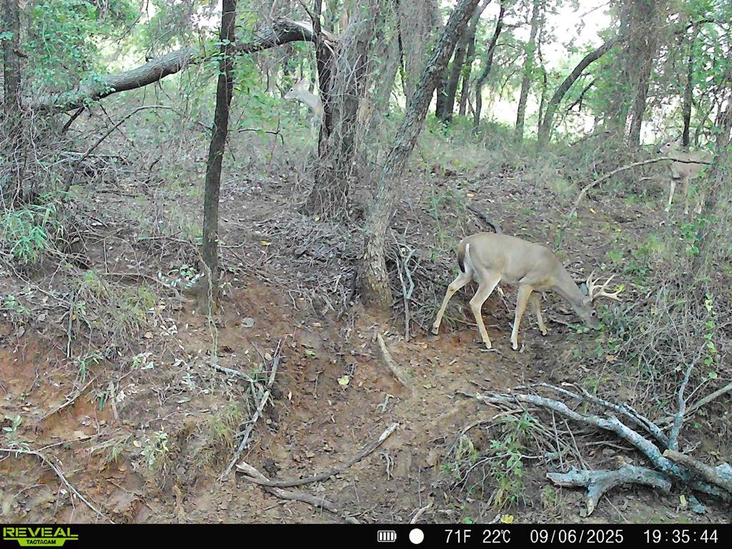 Tbd Hoben Road Nocona, TX 76255 - Photo 10 of 31