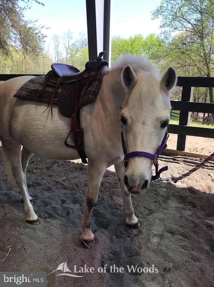 119 Washington Street Locust Grove, VA 22508 - Photo 43 of 45 Equestrian center