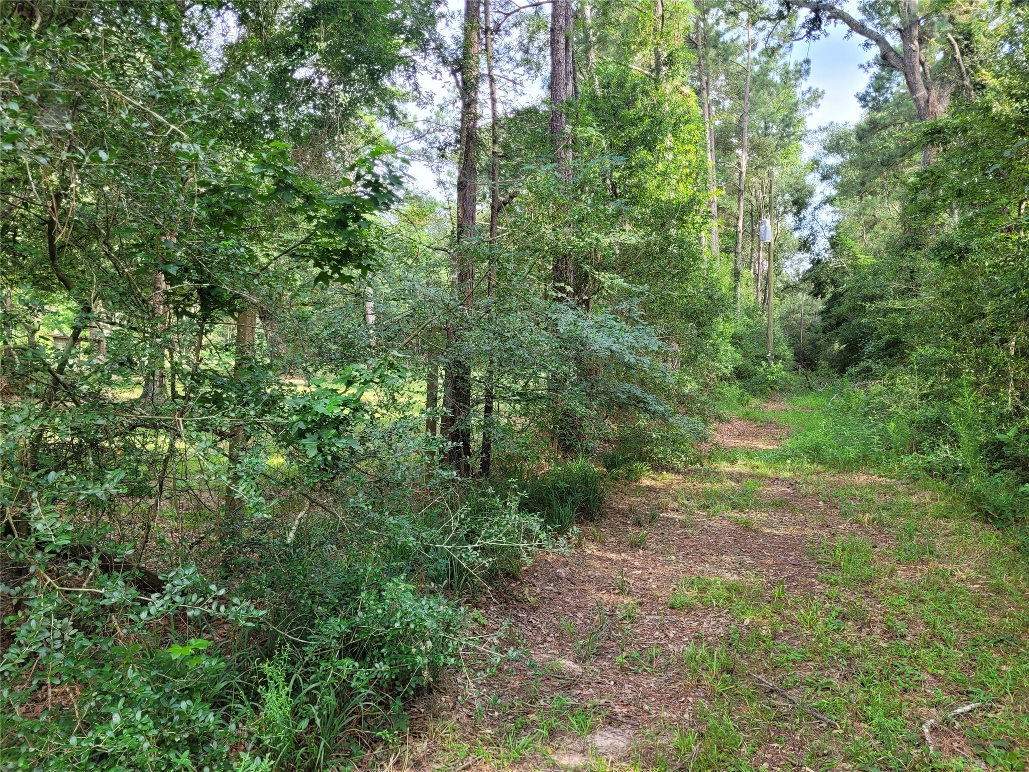 17038 Payne Road Conroe, TX 77302 - Photo 17 of 24 a view of a lush green forest