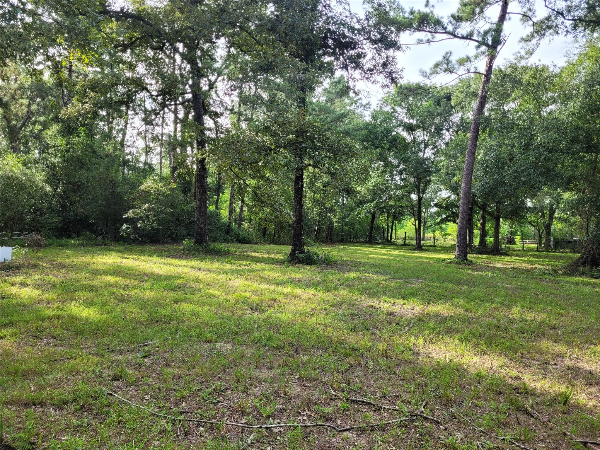 17038 Payne Road Conroe, TX 77302 - Photo 20 of 24 a view of a tree in a yard