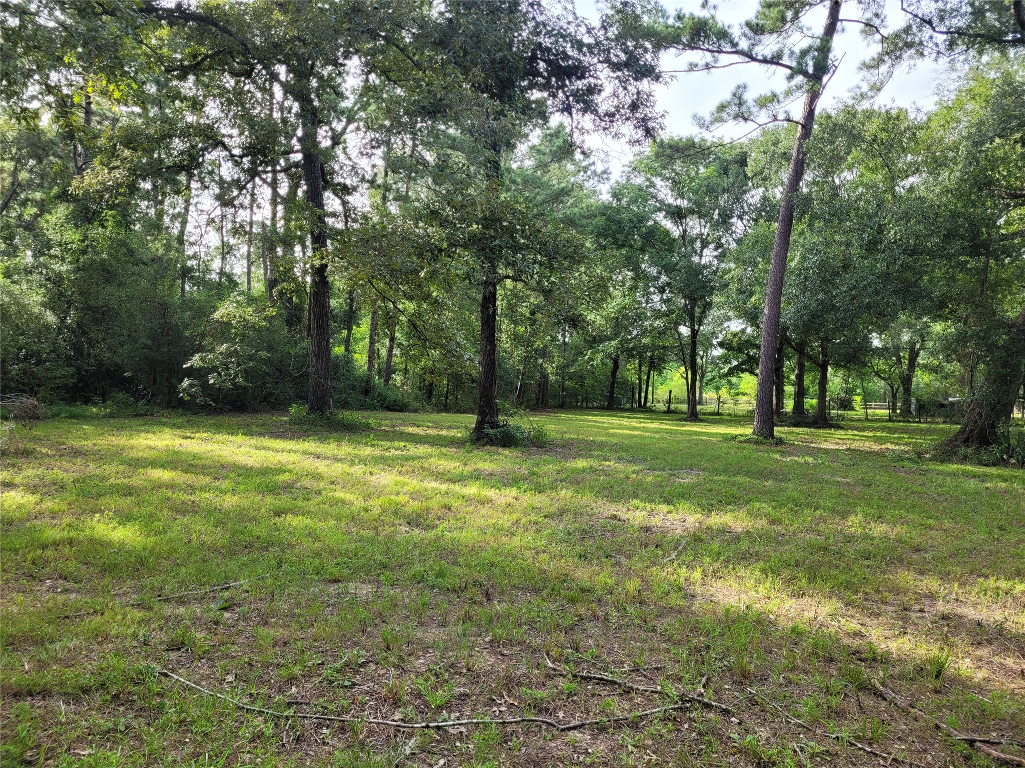 17038 Payne Road Conroe, TX 77302 - Photo 21 of 24 a view of a tree in a yard