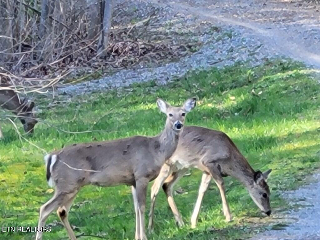 Tall Tree Trail Dunlap, TN 37327 - Photo 9 of 18 203533_1