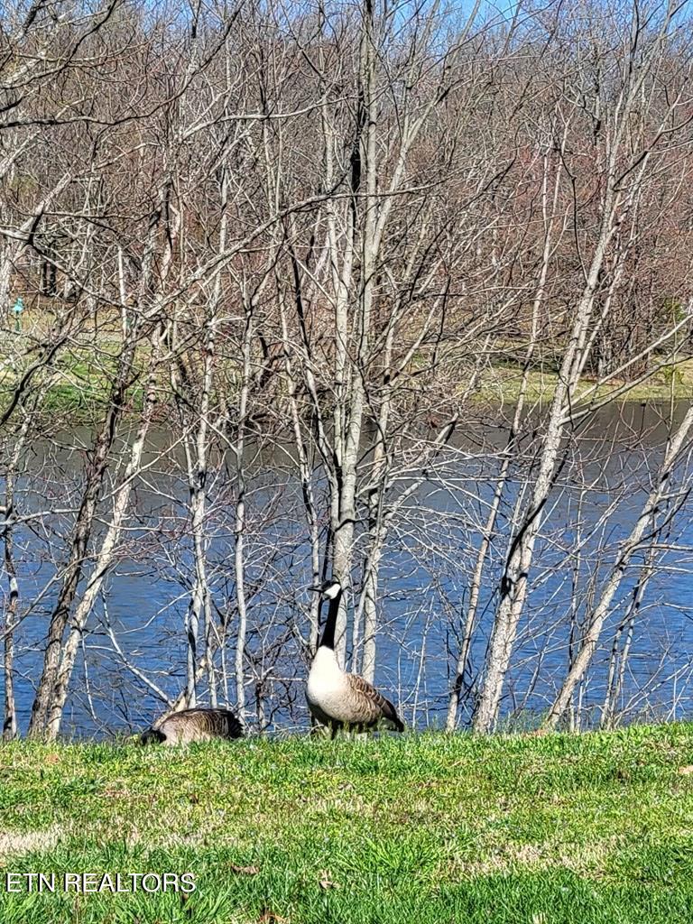 Tall Tree Trail Dunlap, TN 37327 - Photo 10 of 18 203533_11