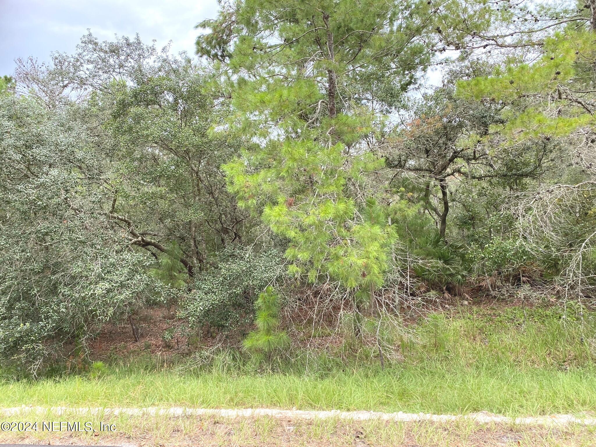 118 Spanish Trail Georgetown, FL 32139 - Photo 4 of 6 a view of a yard