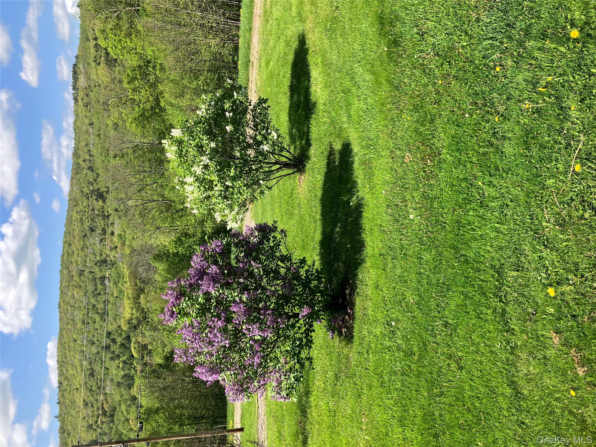 540 Lewis Road Walton, NY 13856 - Photo 10 of 40 Summer lilacs in bloom against green grass