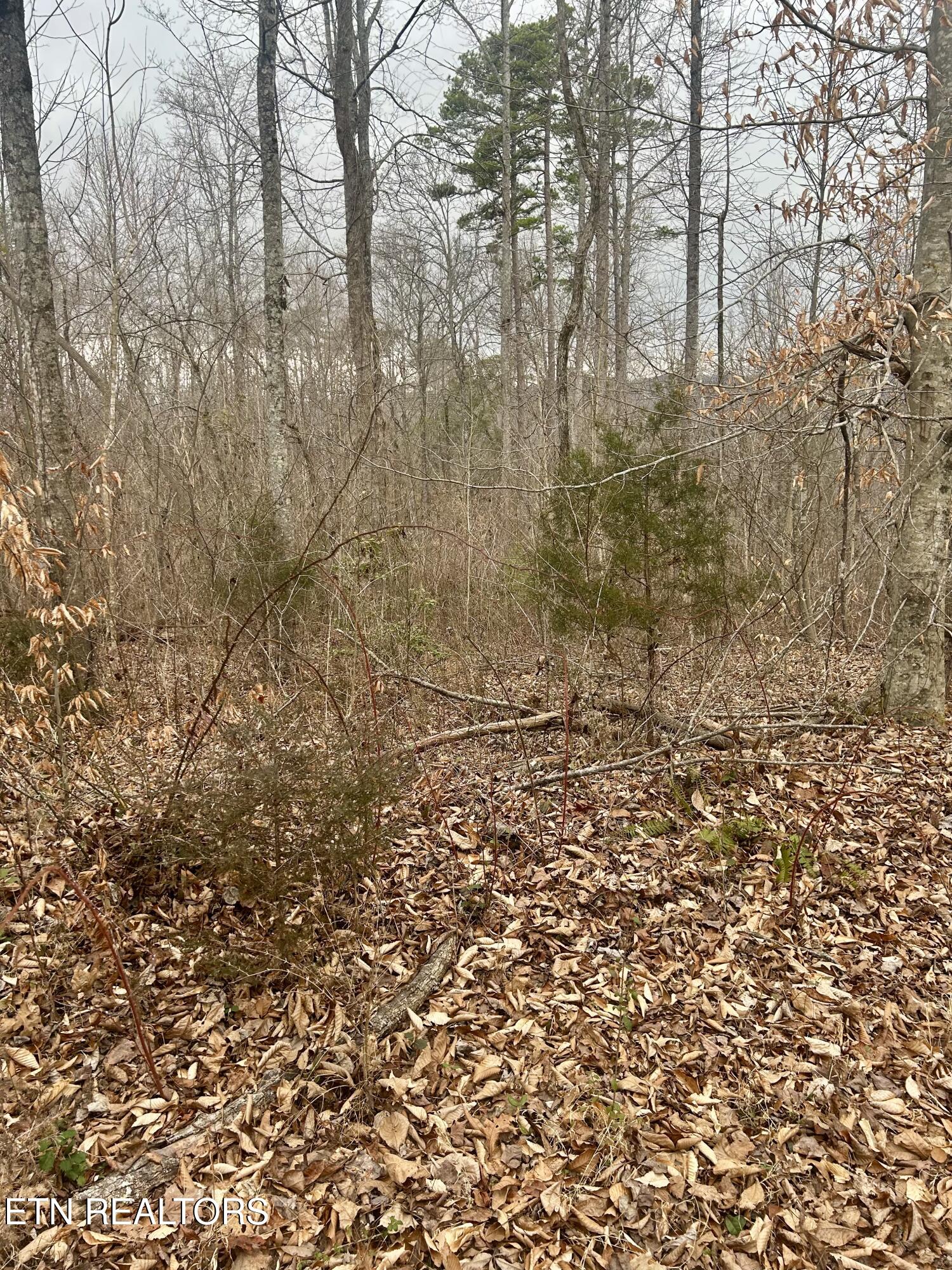 River Road Jacksboro, TN 37757 - Photo 26 of 34 River Rd Pic 24