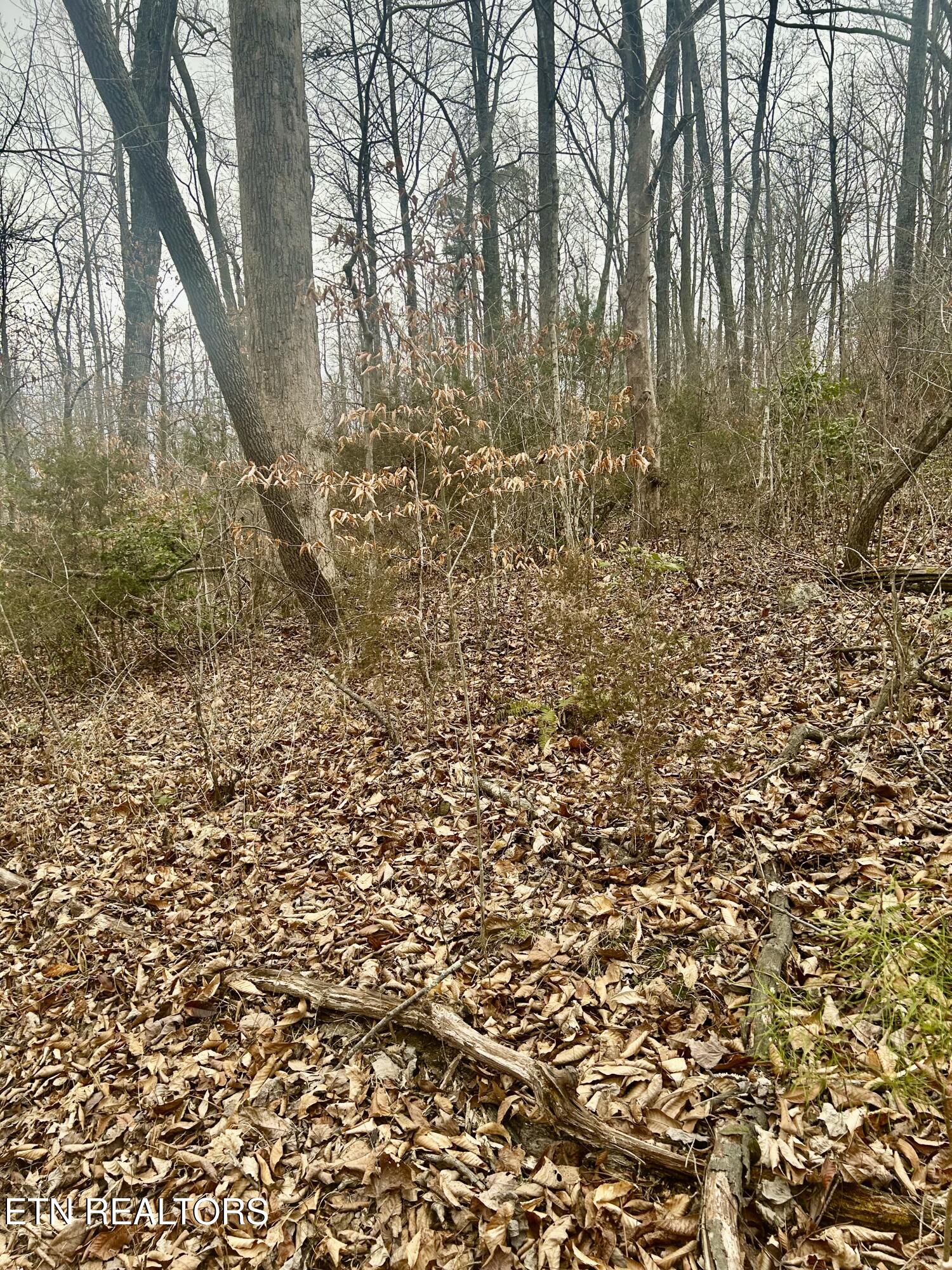 River Road Jacksboro, TN 37757 - Photo 28 of 34 River Rd pic 26