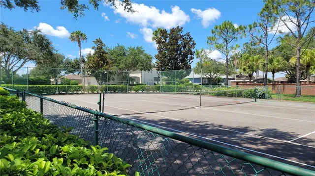 a street view with large trees