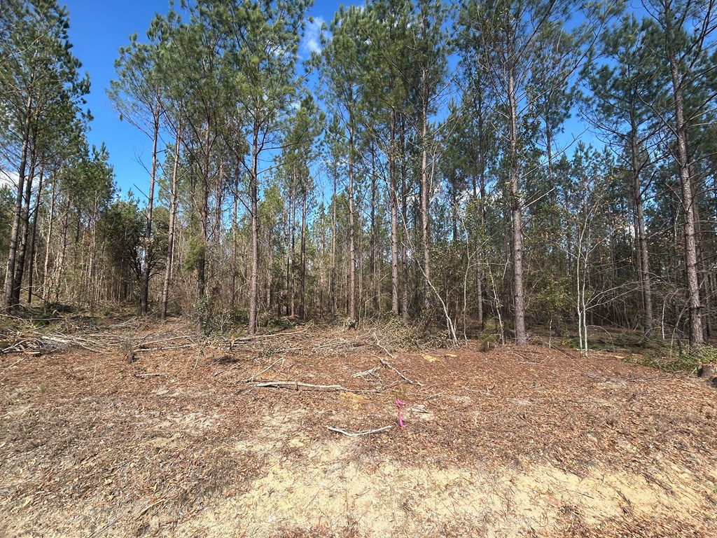 Lot 3-15 -ac Cottonwood Rd/ Phillips Road Cottonwood, AL 36320 - Photo 14 of 49