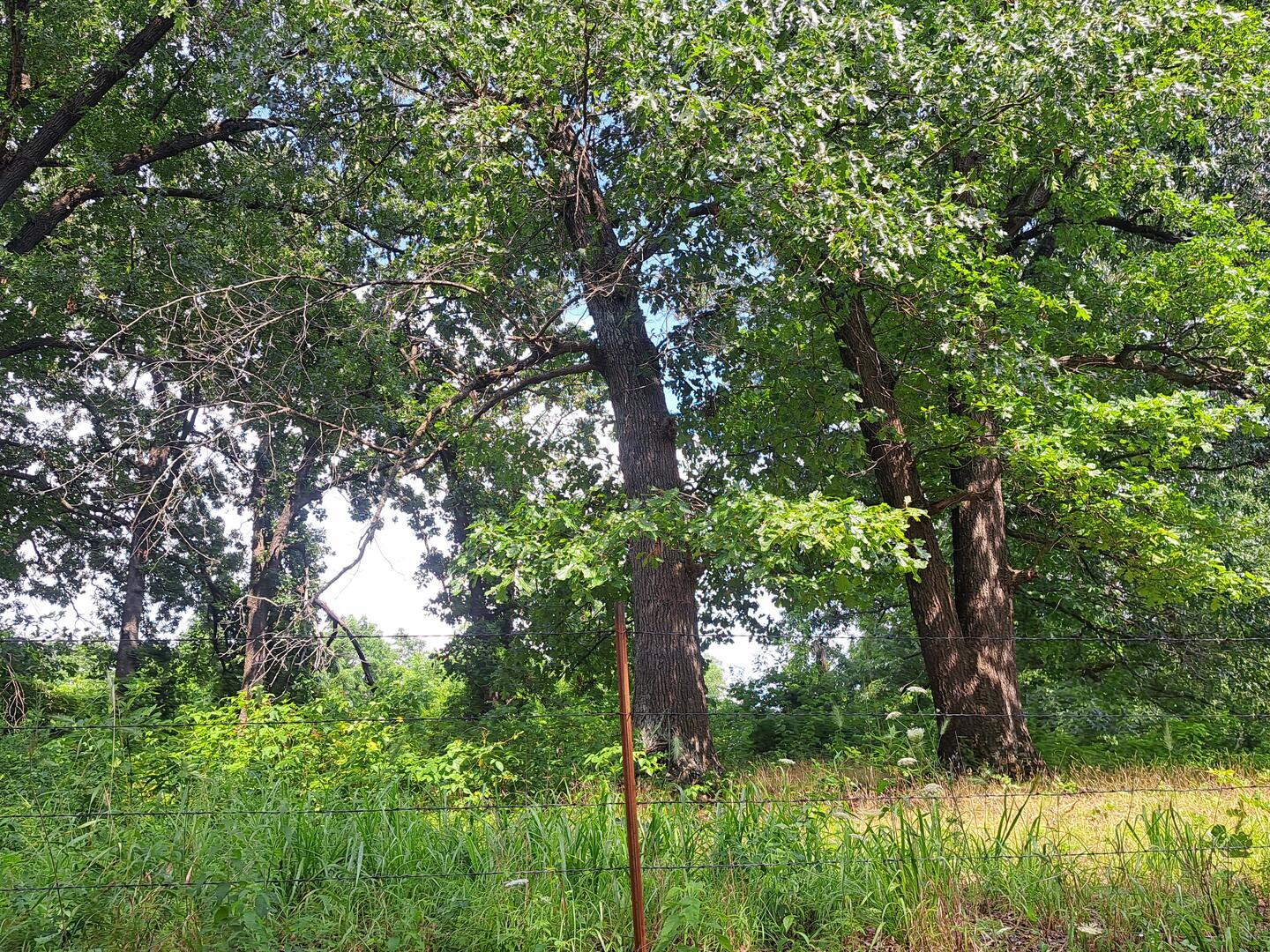 0 Little Mill Road Granby, MO 64844 - Photo 2 of 10 20260702_154548