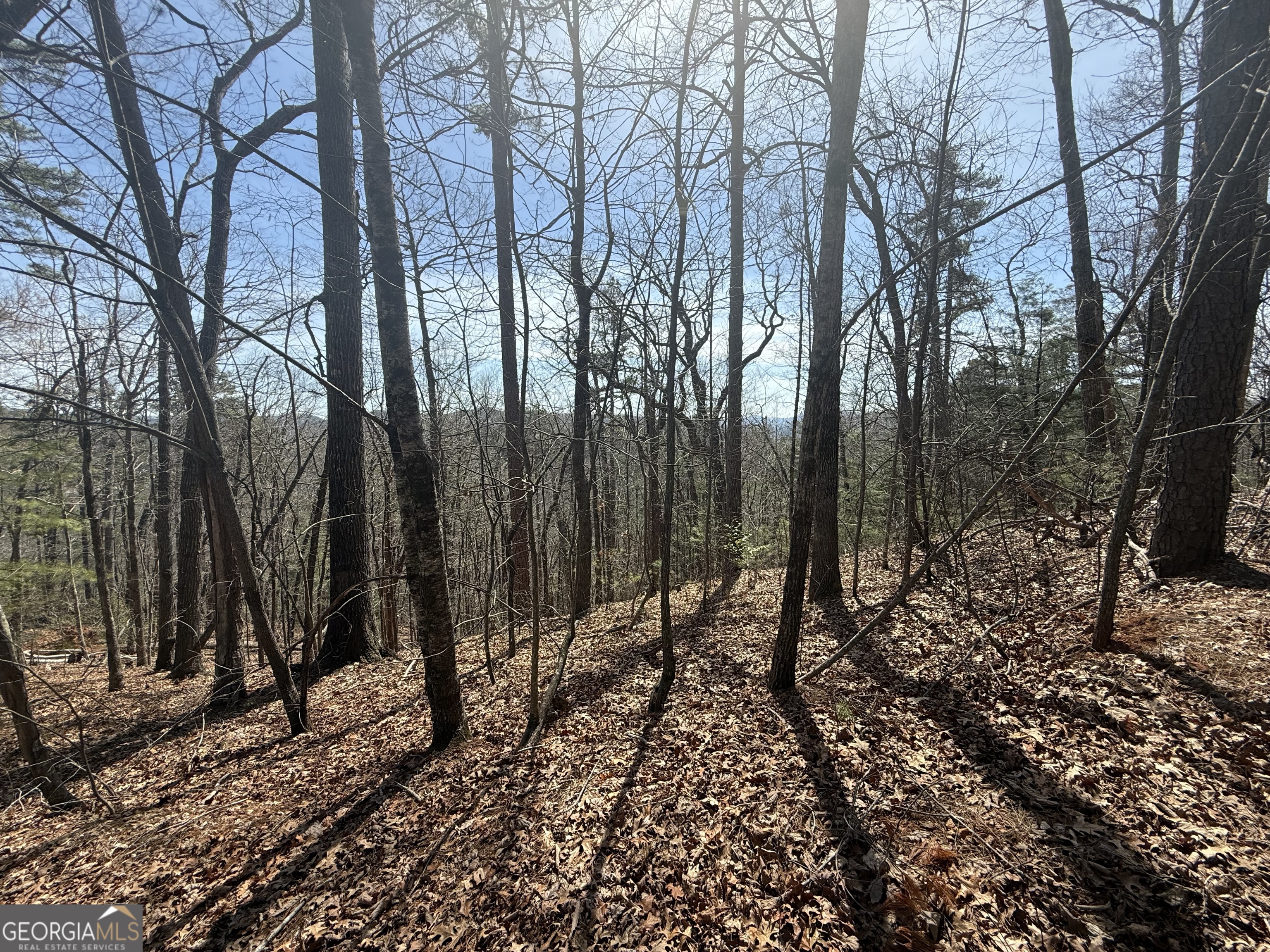3 A Big View Lane Tiger, GA 30576 - Photo 1 of 3 a view of a forest filled with trees